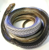 Large Whip Snake